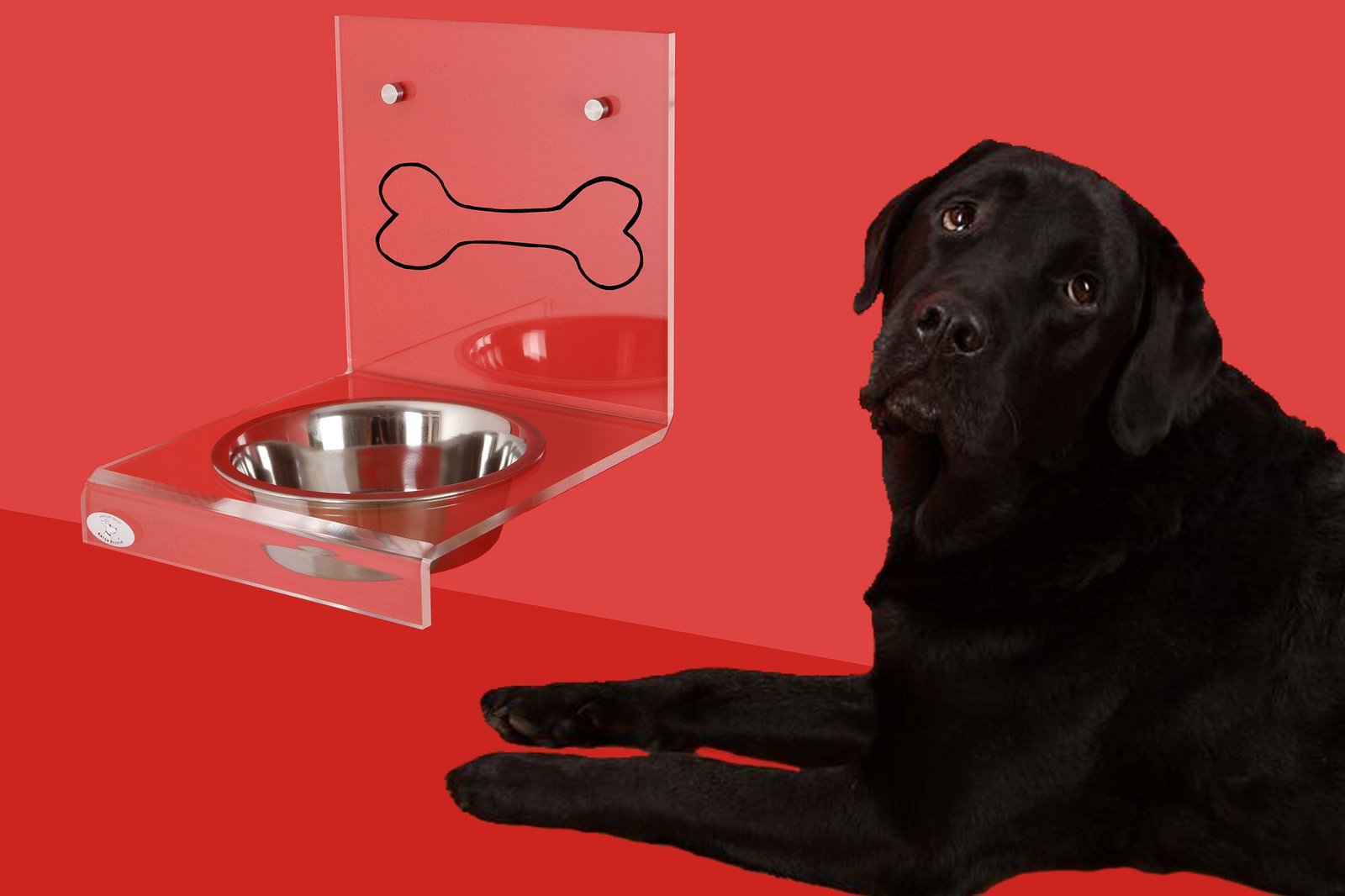 Dog flips bowl sale