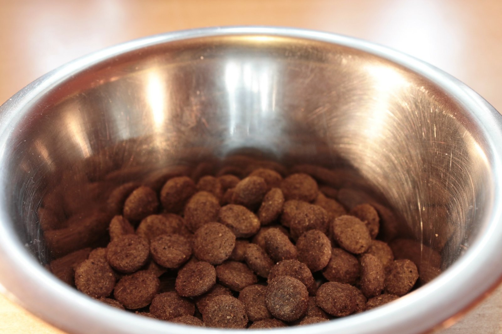 Could Your Dog Benefit from an Elevated Food Bowl?