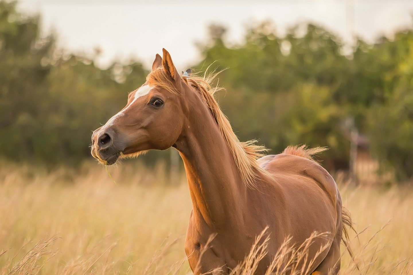 Horse portraits from photos like this beautiful artwork are the perfect gift for your favorite equestrian enthusiast.