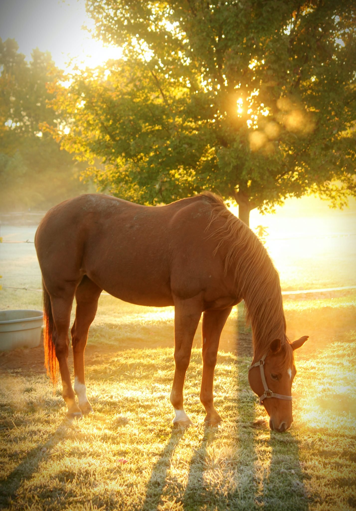 Horse portraits from photos like this beautiful artwork are the perfect gift for your favorite equestrian enthusiast.