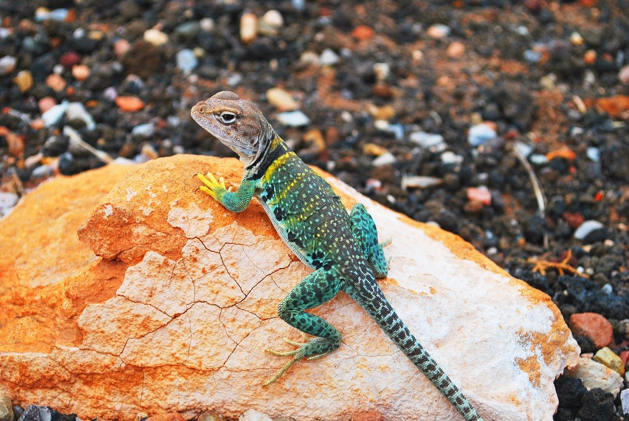 6 Species Of Reptiles That Are The Easiest To Take Care Of The Fox