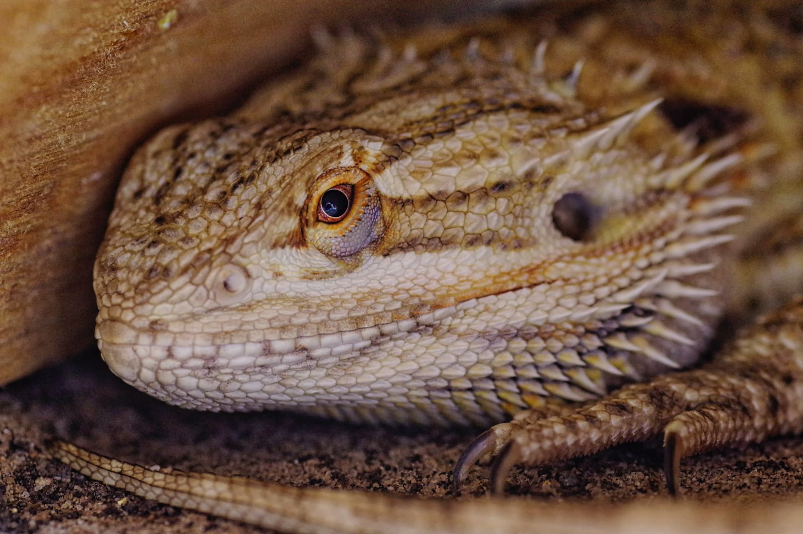 6 Species Of Reptiles That Are The Easiest To Take Care Of The Fox