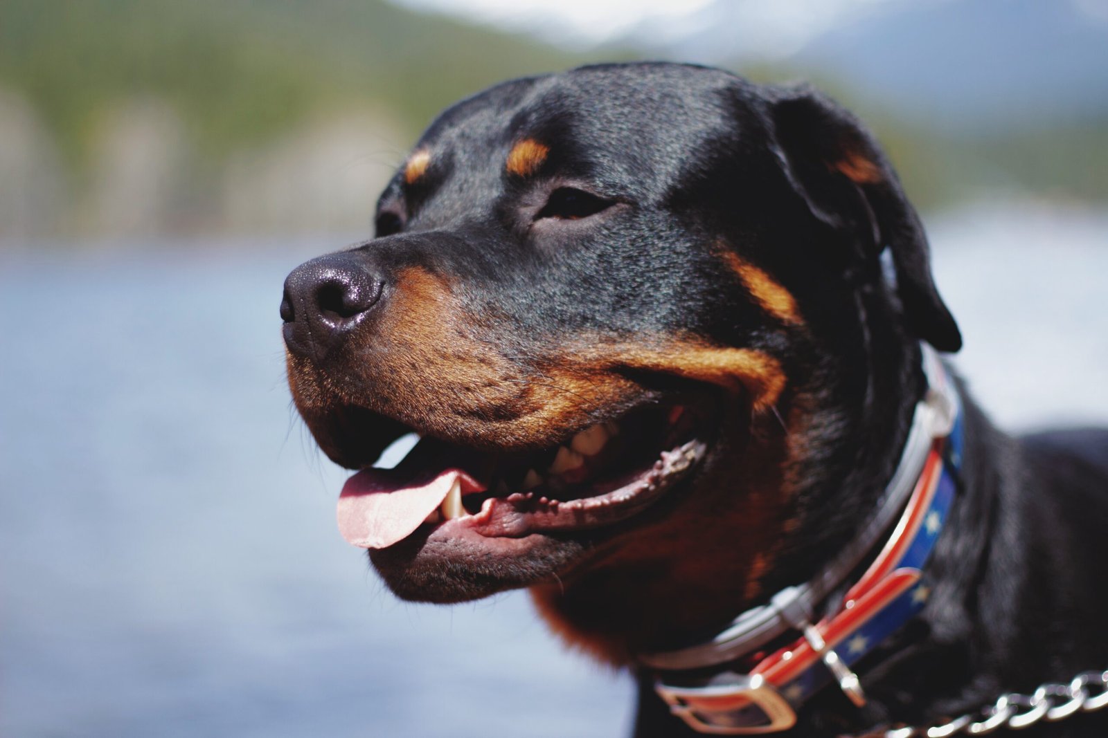 8 Reasons Rottweilers Make Great Pets | The Fox Magazine