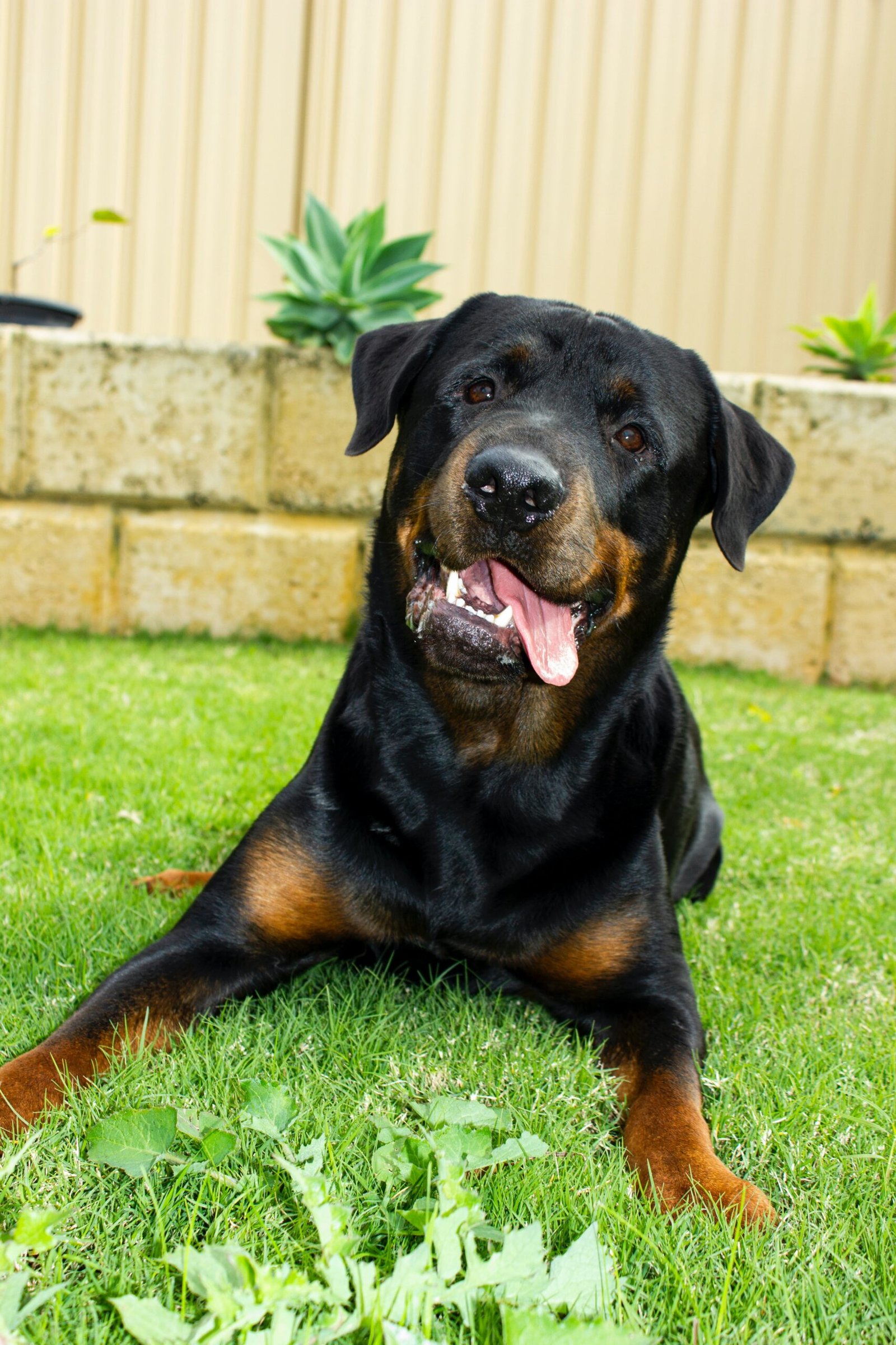 are rottweilers easy to groom