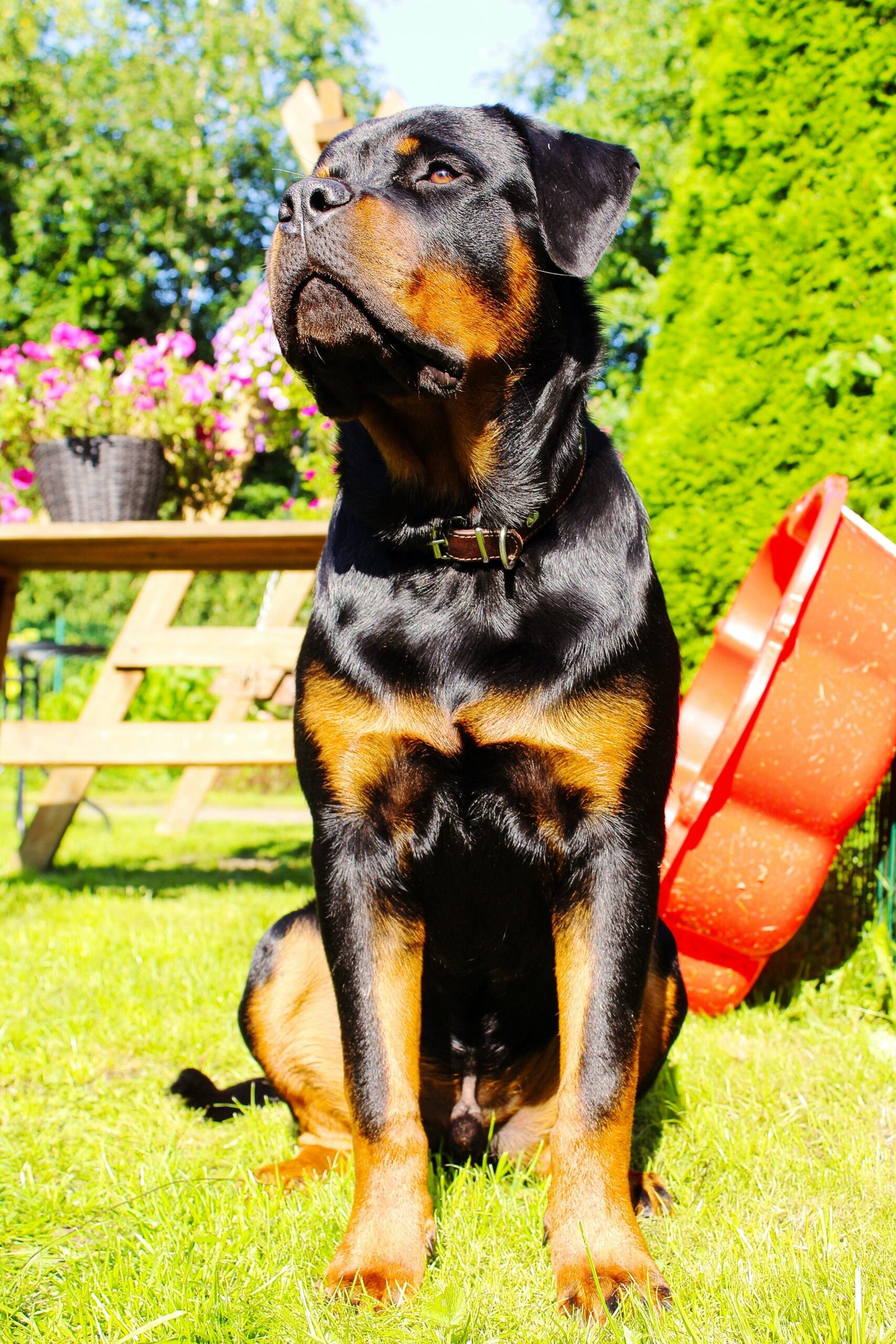 are rottweilers easy to groom