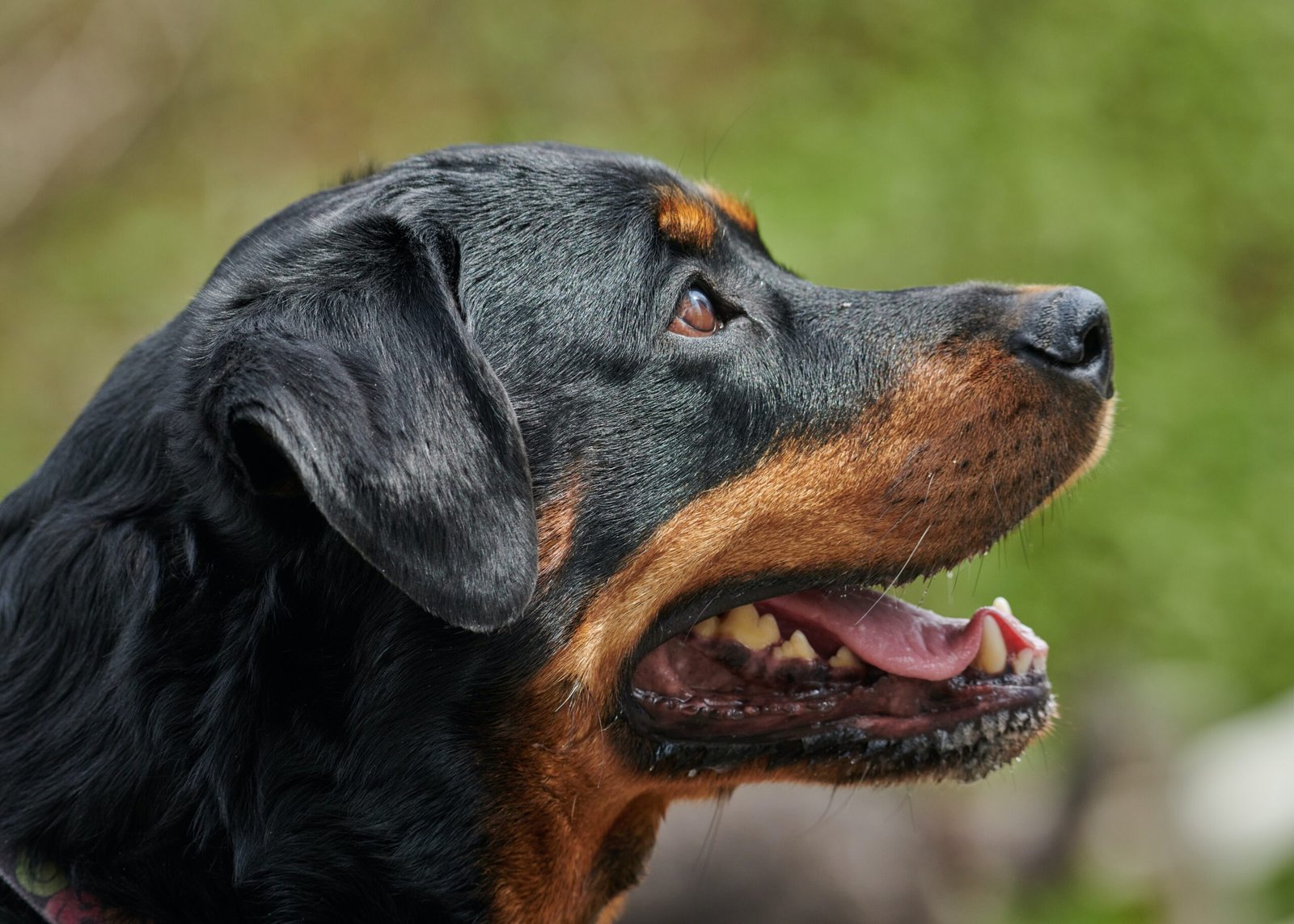 are rottweilers easy to groom